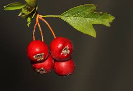 Crataegus turcicus